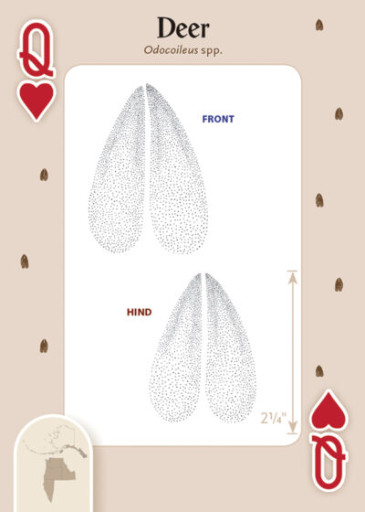 Animal Tracks of the Northwest Playing Cards - Image 4