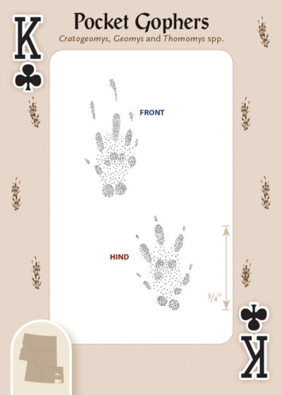 Animal Tracks of the Rocky Mountains Playing Cards - Image 2