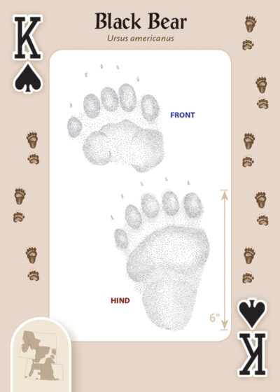 Animal Tracks of the Rocky Mountains Playing Cards - Image 3