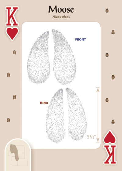 Animal Tracks of the Rocky Mountains Playing Cards - Image 4