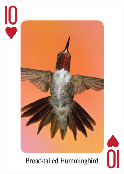 Hummingbirds Playing Cards - Image 2