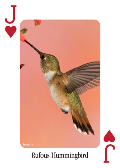 Hummingbirds Playing Cards - Image 3