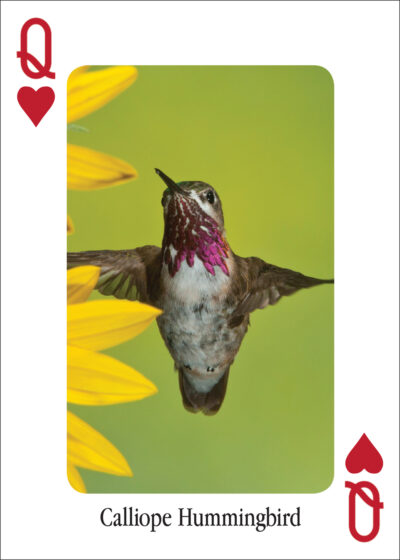 Hummingbirds Playing Cards - Image 4