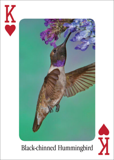 Hummingbirds Playing Cards - Image 5