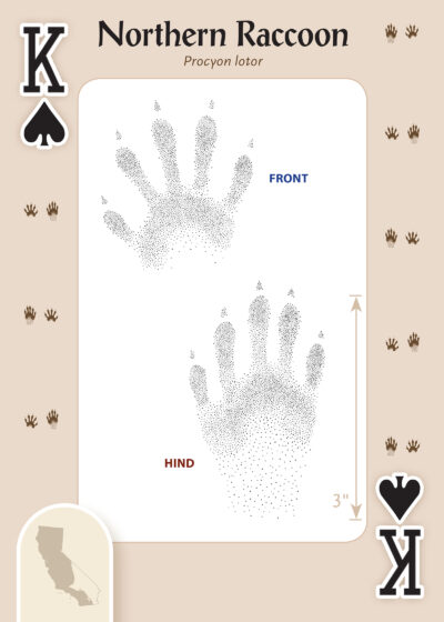 Animal Tracks of California Playing Cards - Image 3