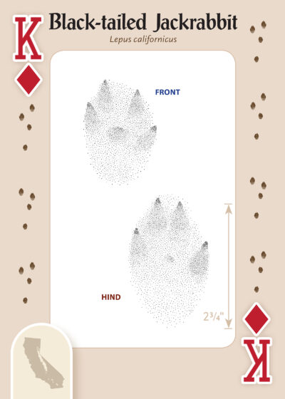 Animal Tracks of California Playing Cards - Image 4