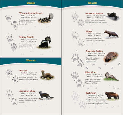 Animal Tracks of California - Image 2