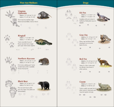 Animal Tracks of California - Image 3
