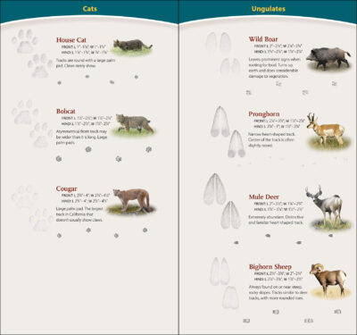 Animal Tracks of California - Image 4