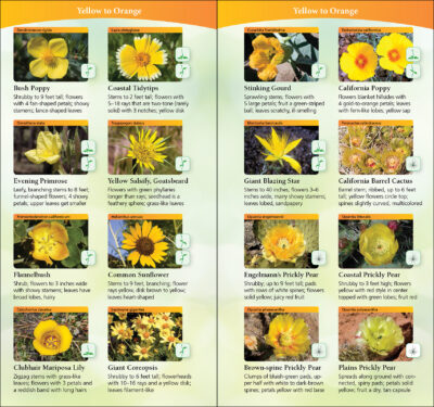 Wildflowers of Southern California - Image 2