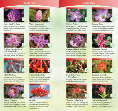Wildflowers of Southern California - Image 3