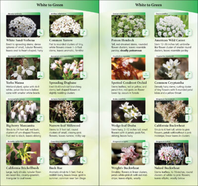 Wildflowers of Southern California - Image 4