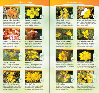 Wildflowers of Northern California - Image 2