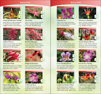 Wildflowers of Northern California - Image 3
