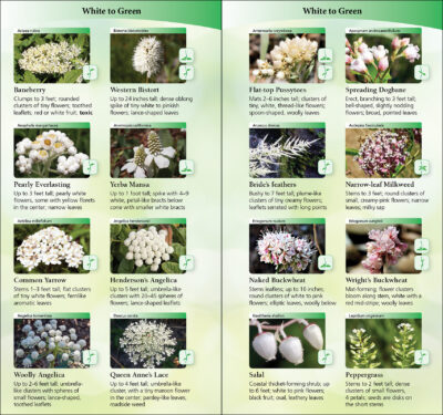 Wildflowers of Northern California - Image 4