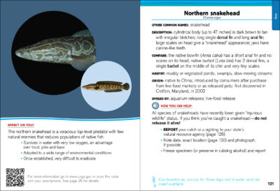 Invaders of the Great Lakes - Image 4