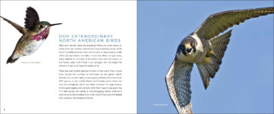 Wild Birds - Image 2