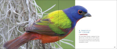 Wild Birds - Image 3