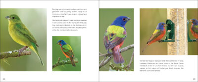 Wild Birds - Image 4