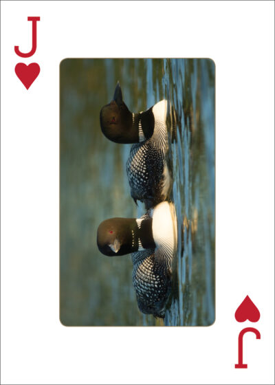 Loons Playing Cards - Image 2