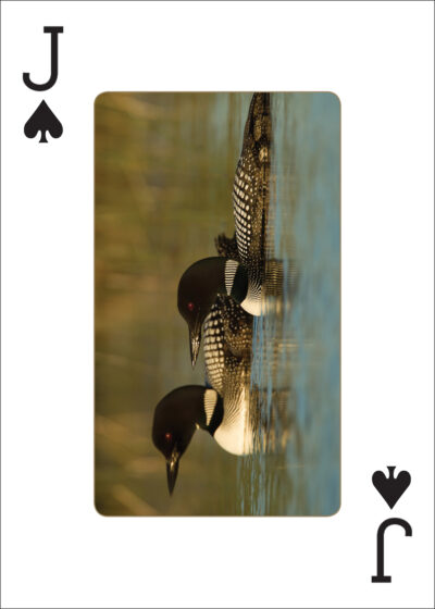 Loons Playing Cards - Image 3