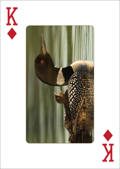 Loons Playing Cards - Image 4