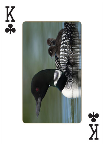 Loons Playing Cards - Image 5