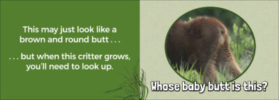 Whose Baby Butt? - Image 2