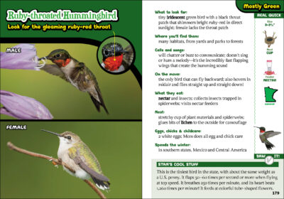 The Kids' Guide to Birds of Minnesota - Image 3