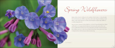 Wildflowers - Image 2