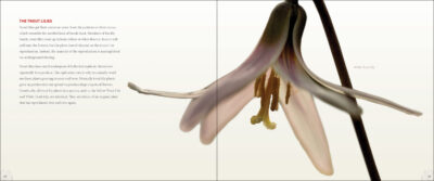 Wildflowers - Image 3