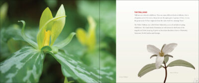Wildflowers - Image 4