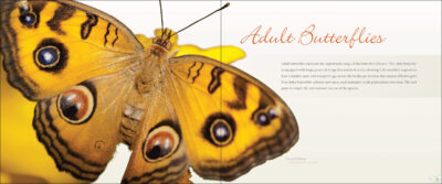 Vibrant Butterflies - Image 2