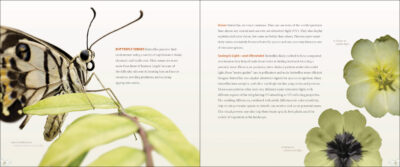 Vibrant Butterflies - Image 4