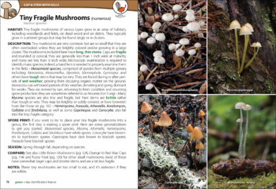Mushrooms of the Northwest - Image 2