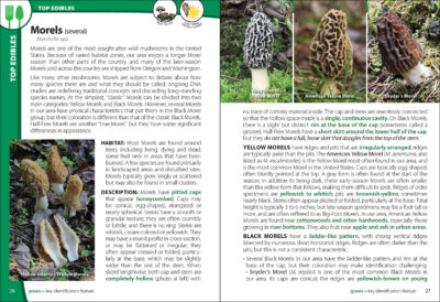 Mushrooms of the Northwest - Image 4