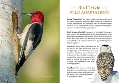 Bird Trivia - Image 2