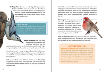 Bird Trivia - Image 3