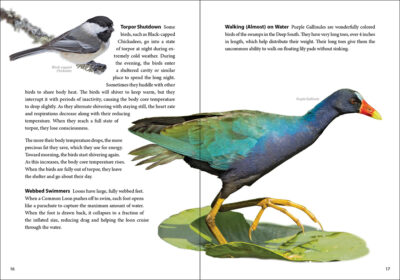 Bird Trivia - Image 4