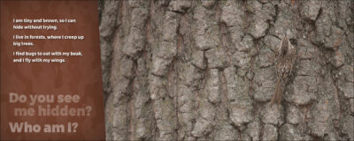 Hidden Critters - Image 2