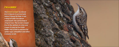 Hidden Critters - Image 3