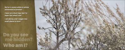Hidden Critters - Image 4