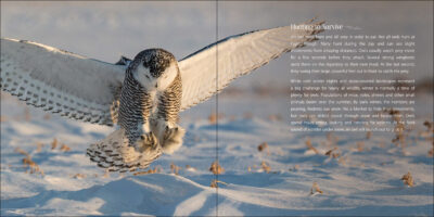 Our Love of Owls - Image 2