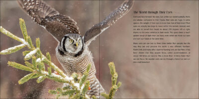 Our Love of Owls - Image 3