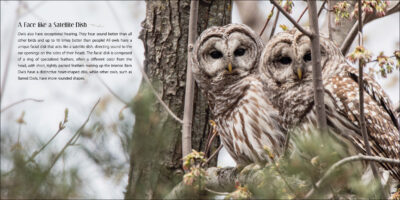Our Love of Owls - Image 4