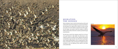 Bird Migration - Image 2