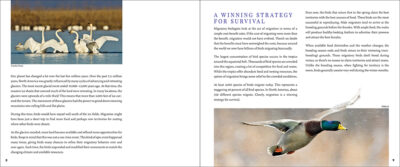 Bird Migration - Image 3