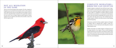 Bird Migration - Image 4