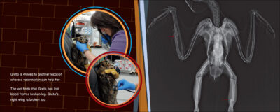 Greta the Great Horned Owl - Image 3
