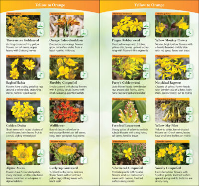 Wildflowers of Texas - Image 2